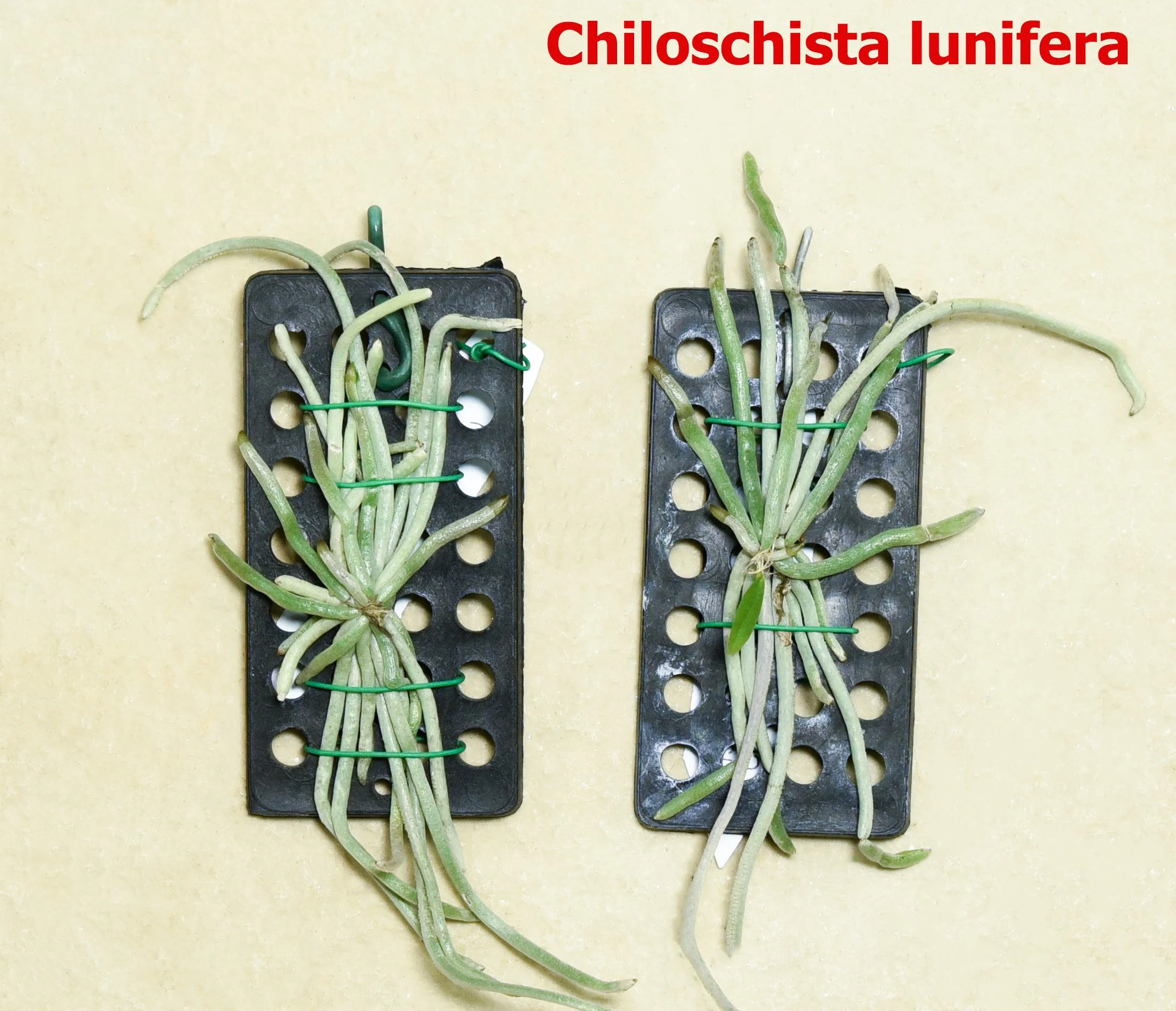 Chiloschista lunifera.jpg