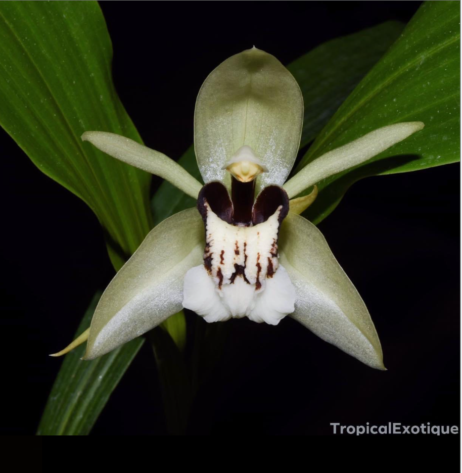 Coelogyne beccarii .png
