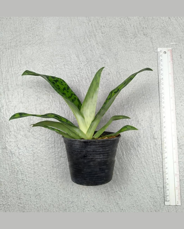 8 Paph. superbiens.png