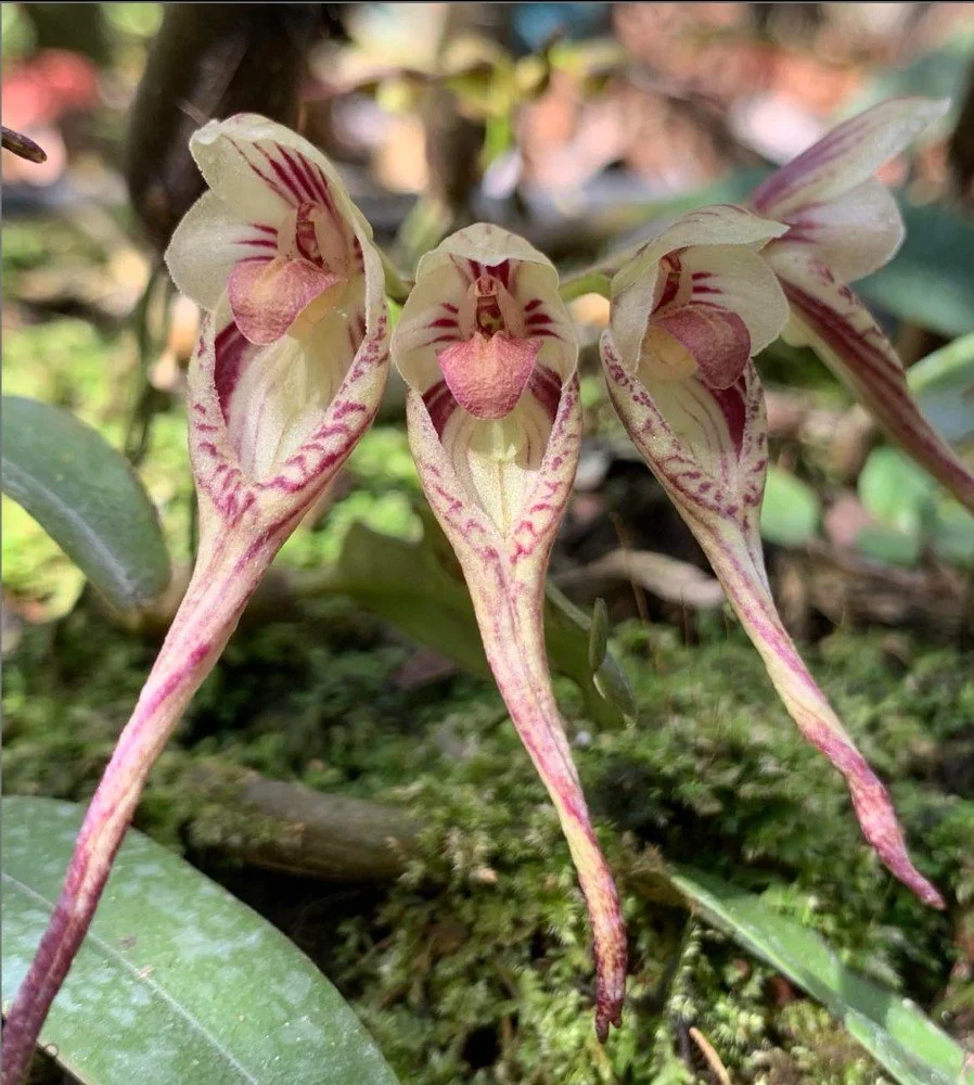 Bulbophyllum emarginatum