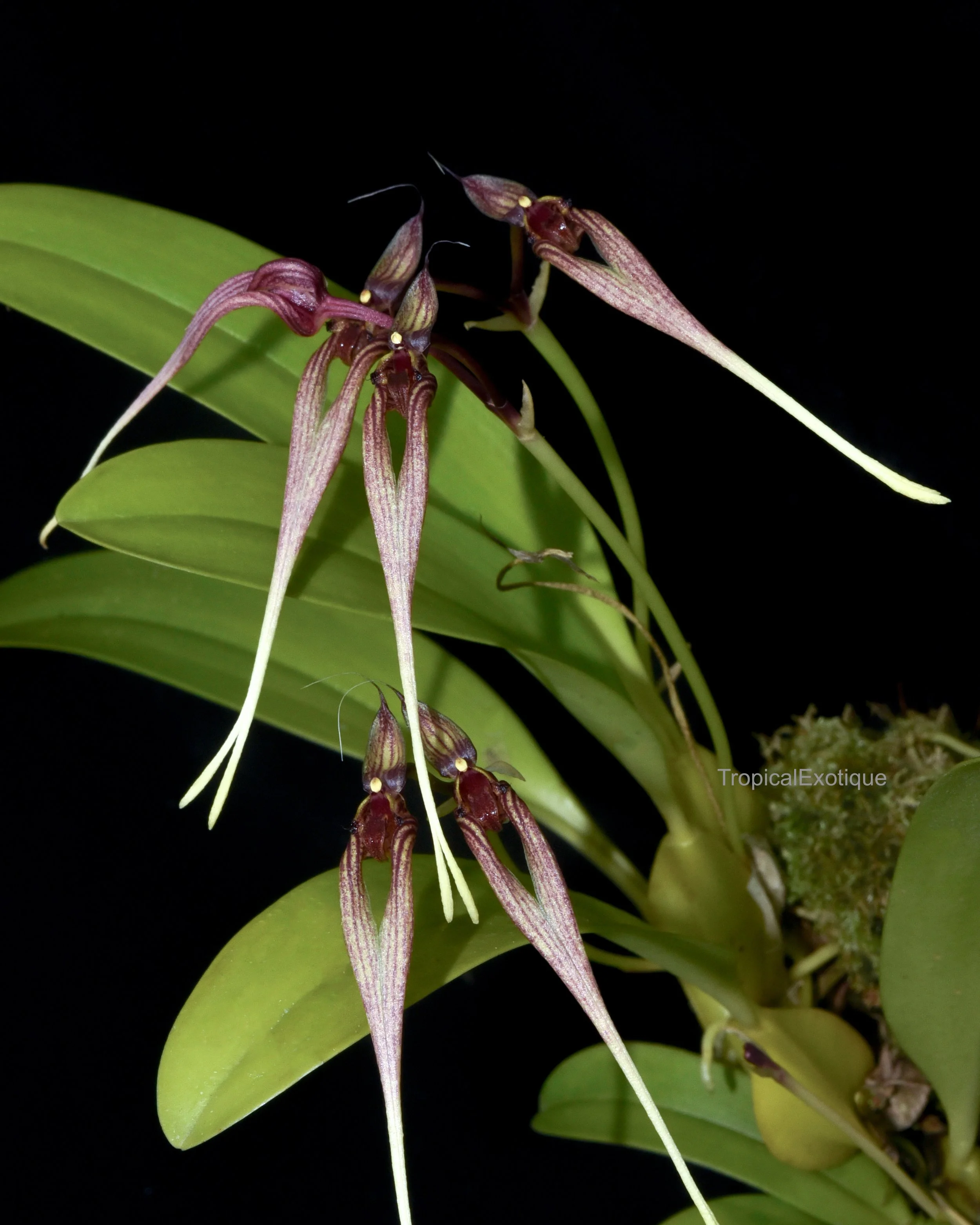Bulbophyllum-biflorum-1.png