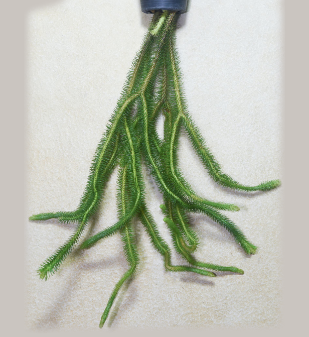 Huperzia squarrosa (Large)