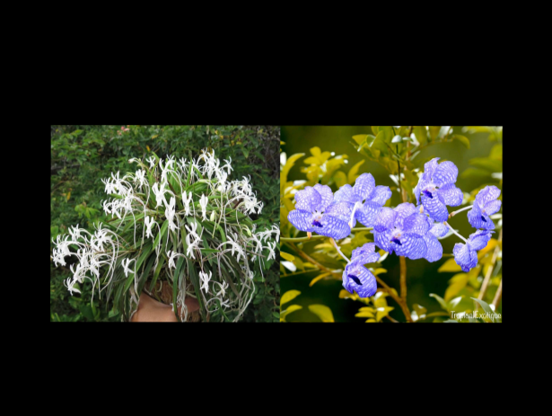 Vanda+falcata+x+Vanda+coerulea+%27%27Complex%27%27-67.png