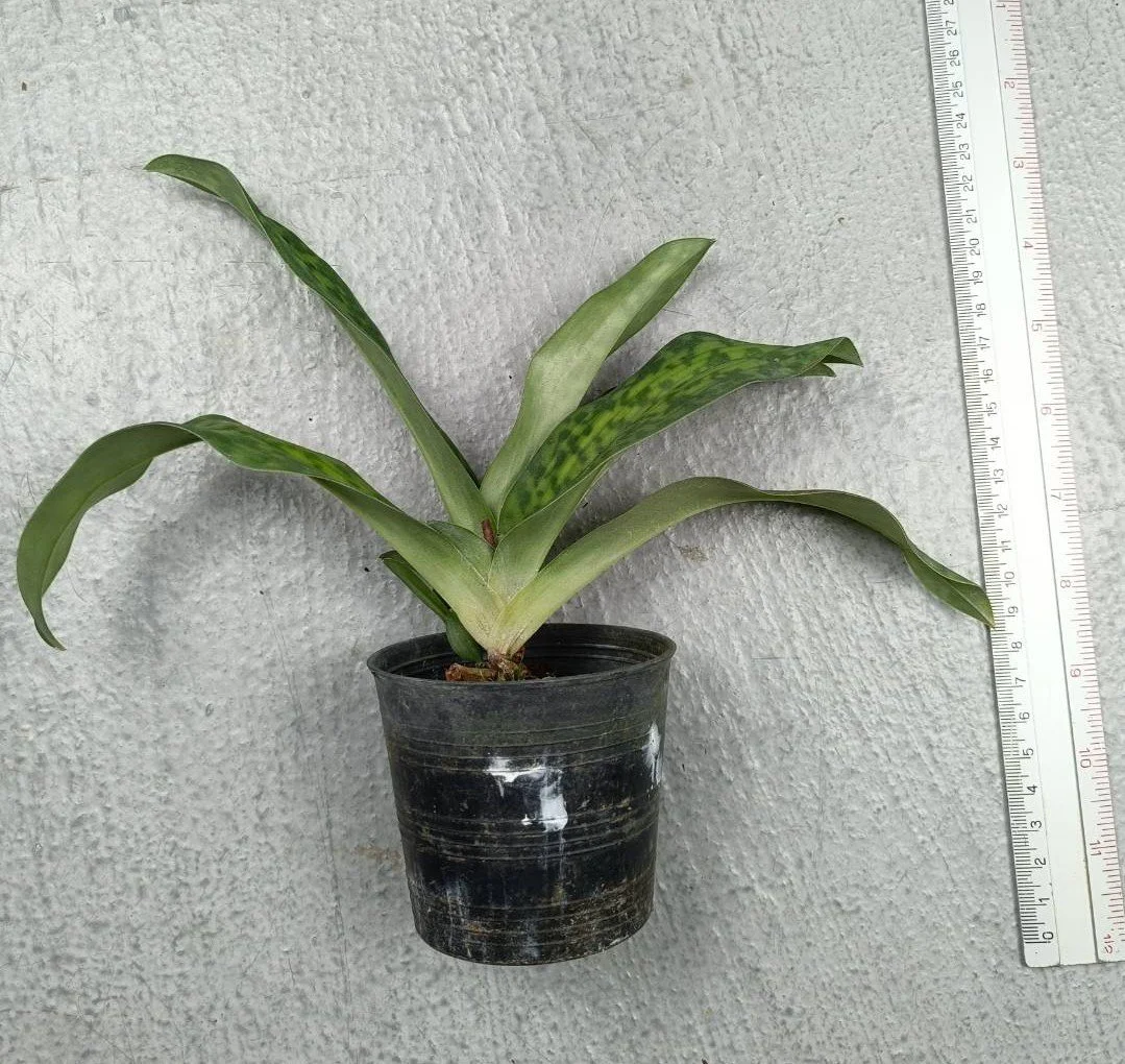 Paphiopedilum sukhakulii.jpg