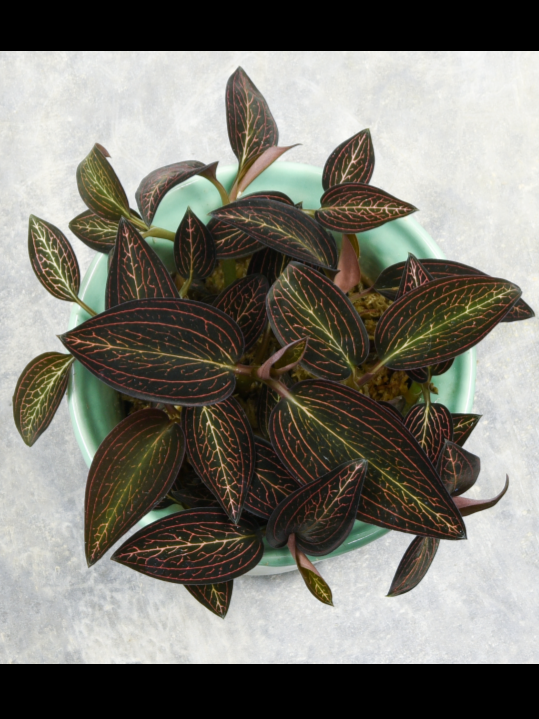 Ludisia discolor "Thai Form"