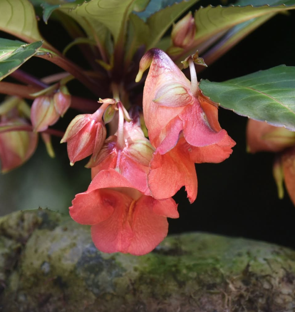 Impatiens phengklaii