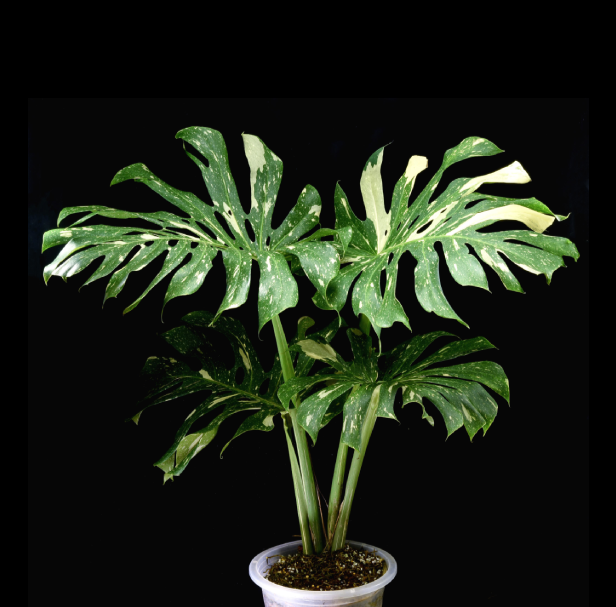 Monstera deliciosa "Thai Constellation"