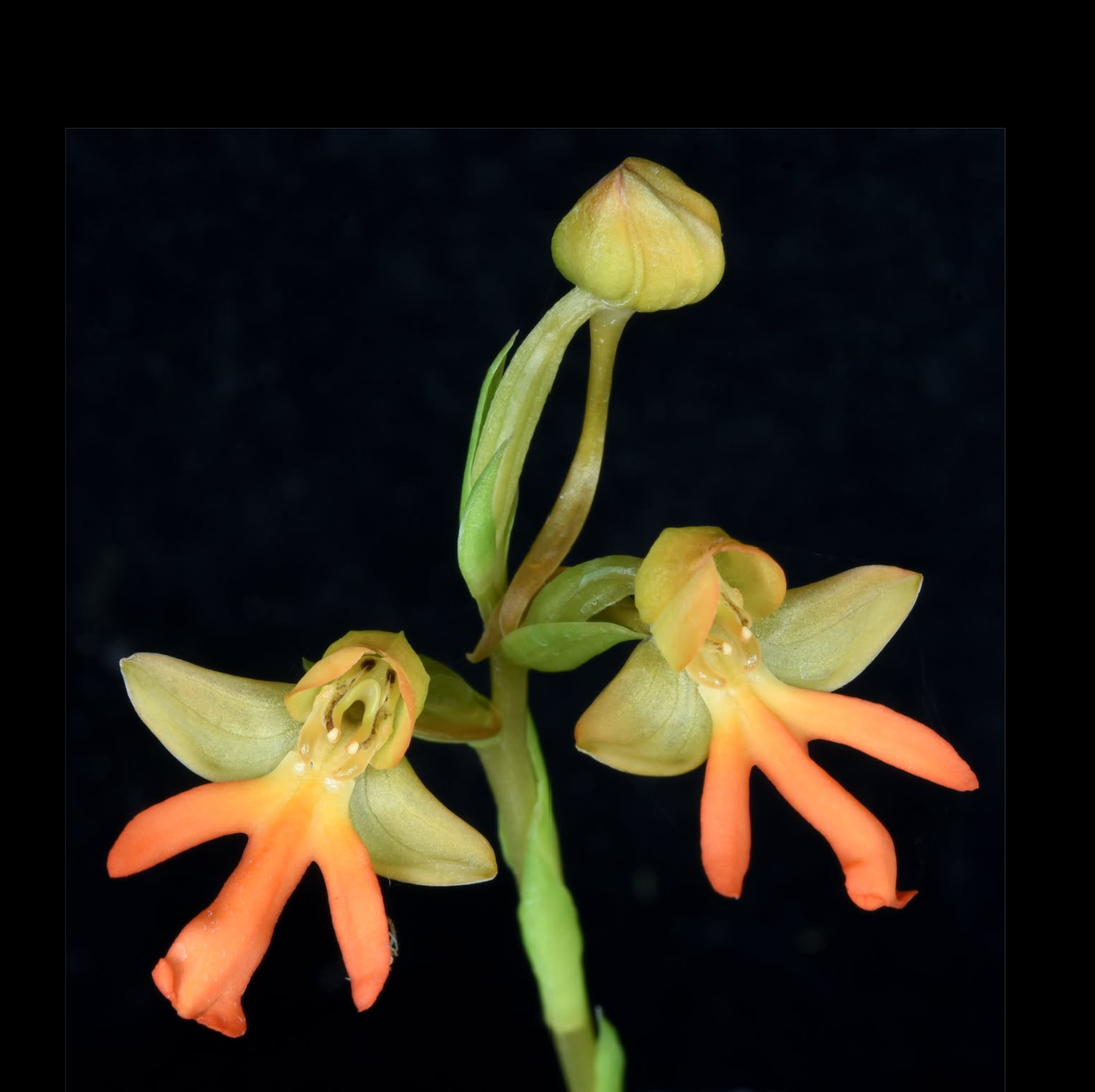 Habenaria (carnea White x roebelenii Orange) x Habenaria marginata.png