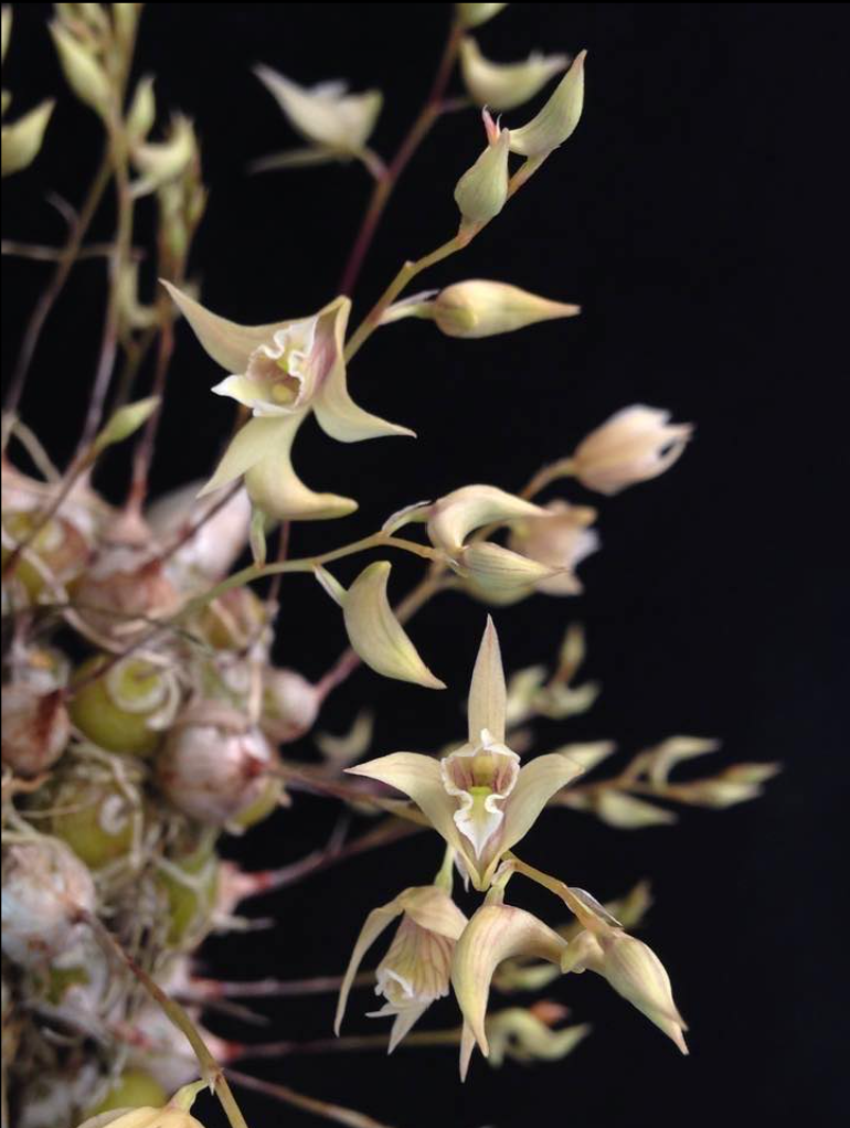 Dendrobium+gregulus.png