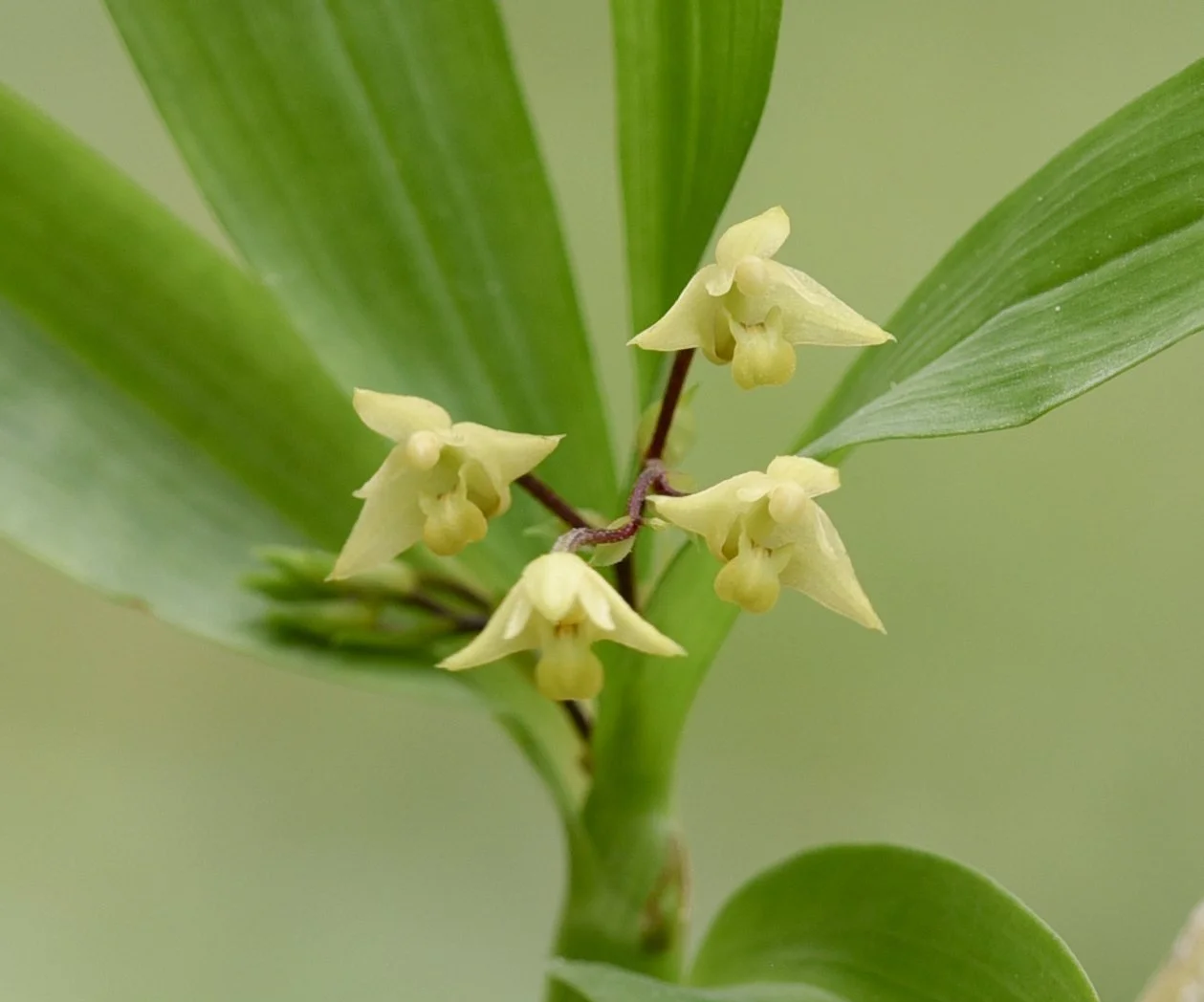 Pinalia concolor