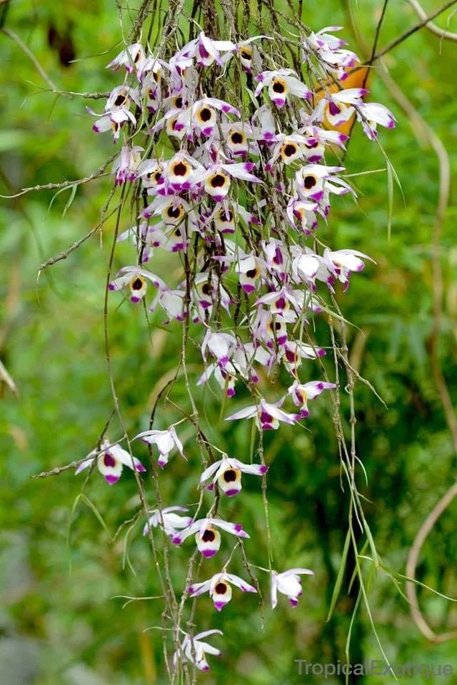 Dendrobium-falconeri-1.jpg