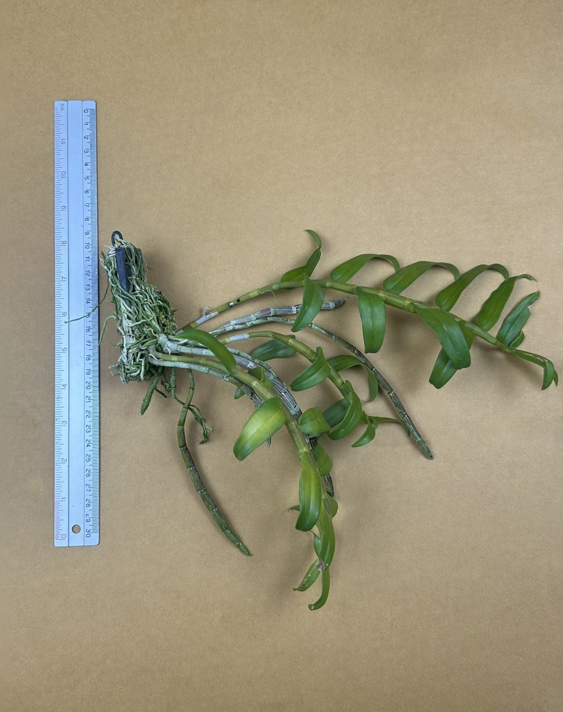 Dendrobium anosmum