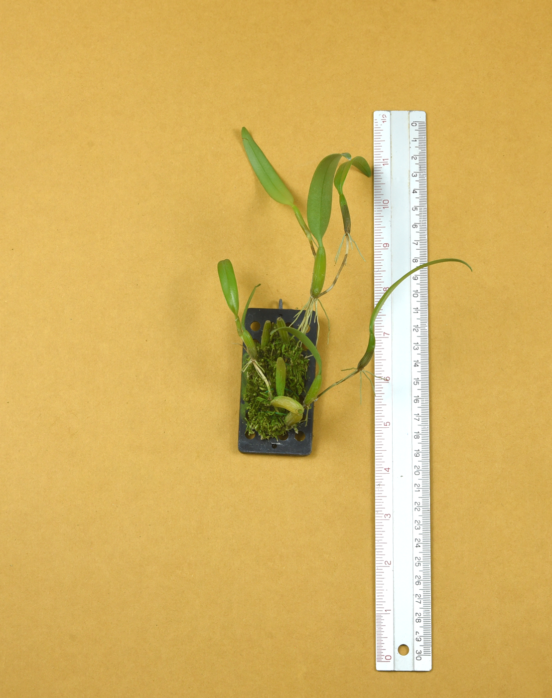 Bulb. odoratissimum.png