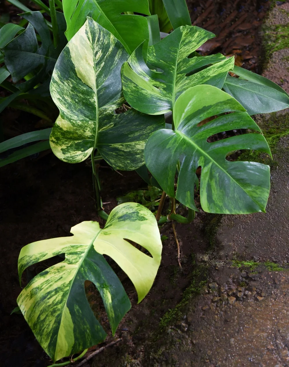dieffenbachia monstera 6er Set Pflanzen mit Monstera & Co main image 0
