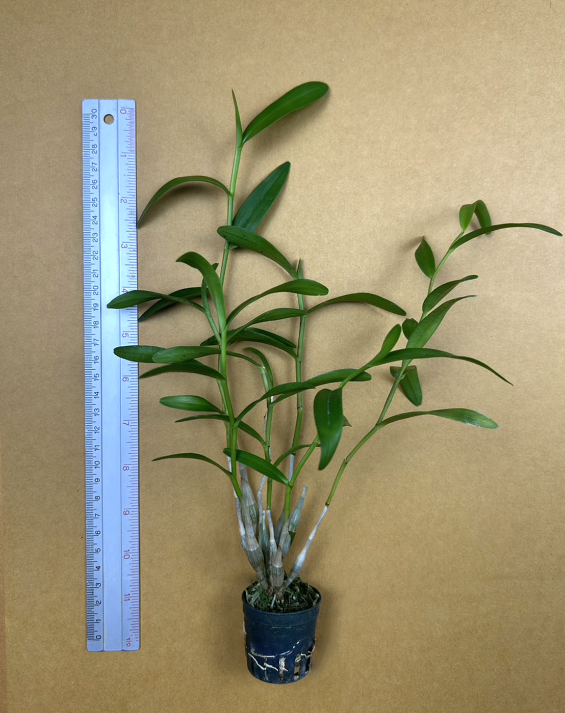 Den. crumenatum.png