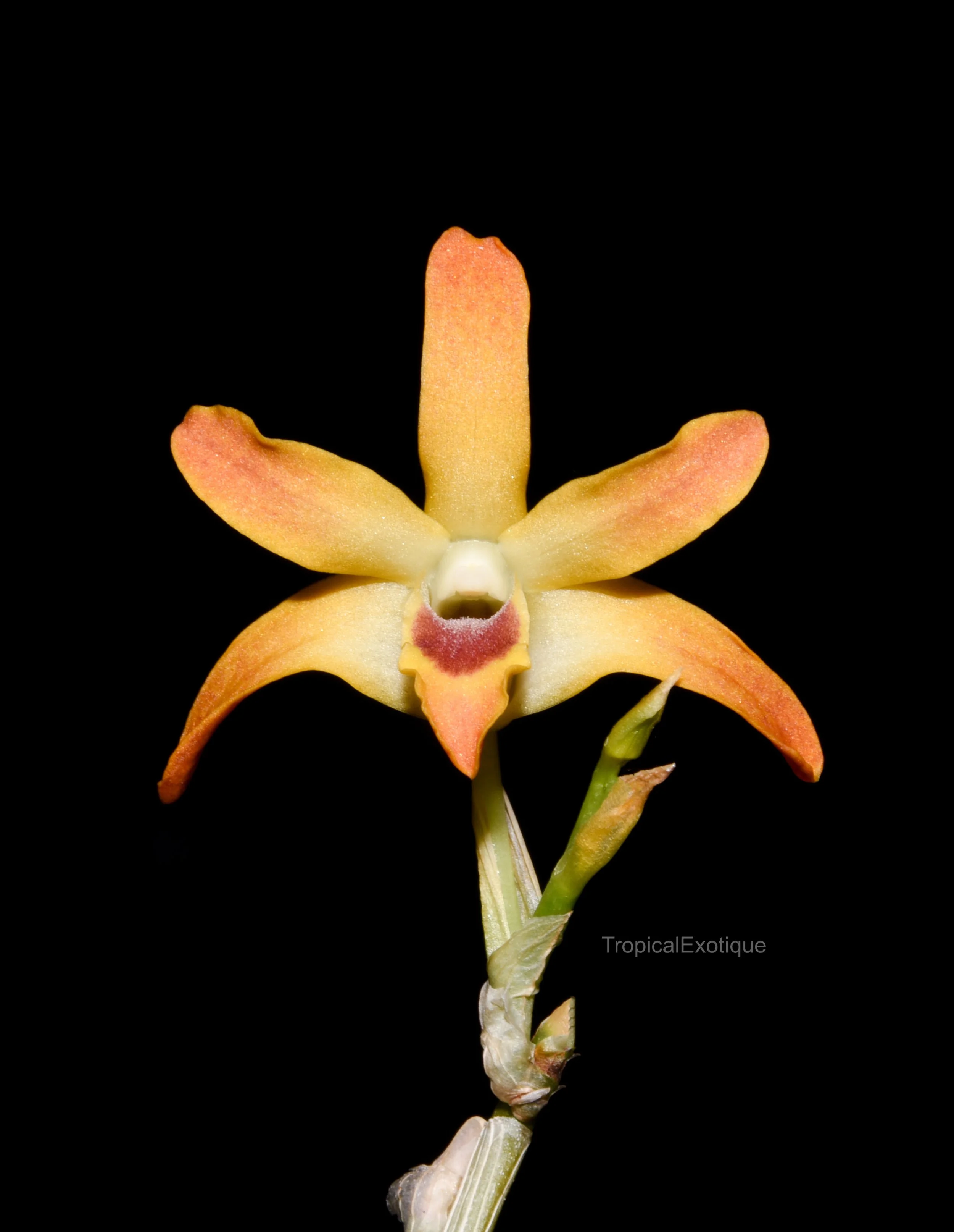 Dendrobium fanjingshanense