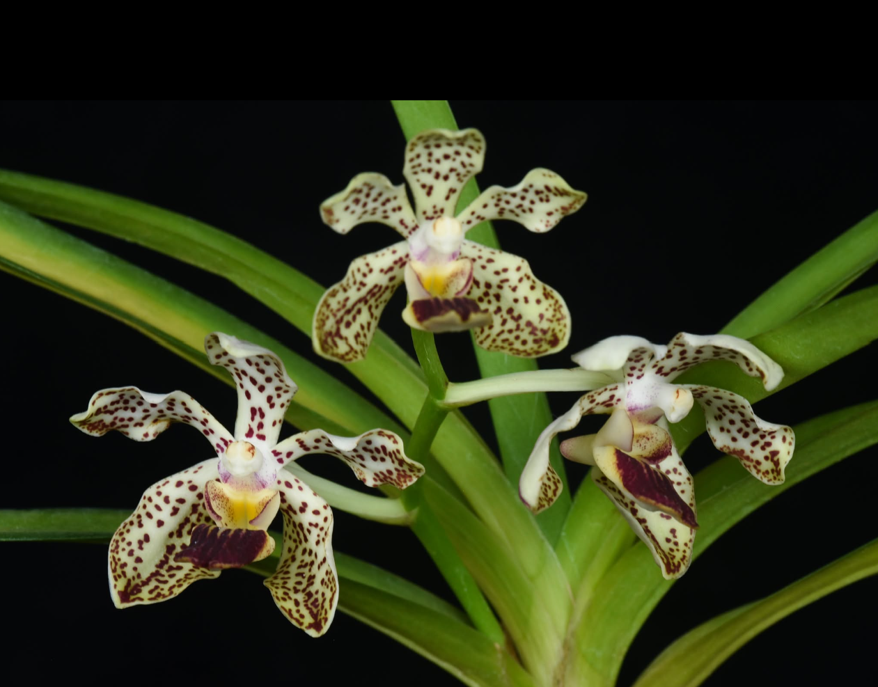 Vanda+lombokensis+x+Vanda+pumila.png