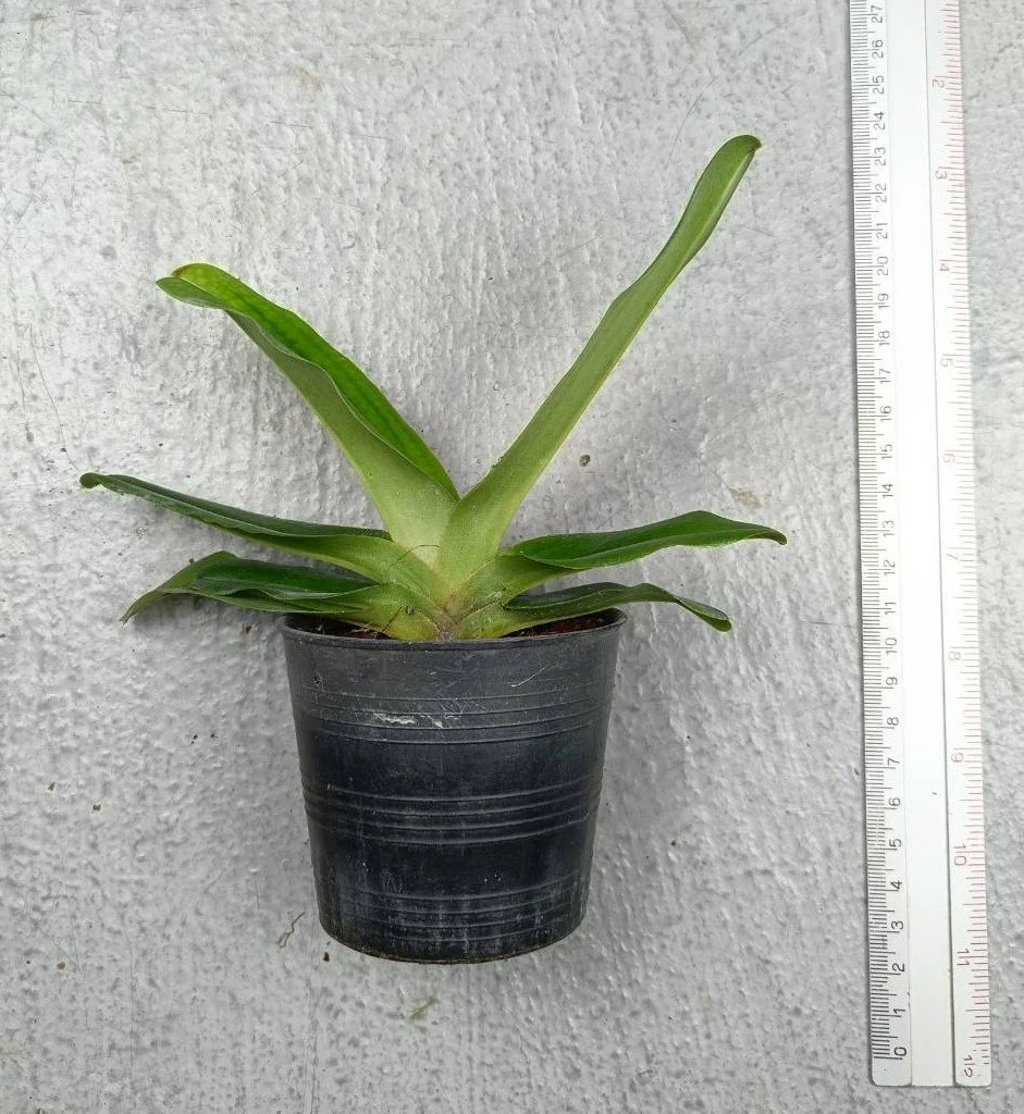 Paphiopedilum victoria-regina 1.jpg