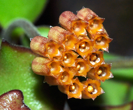 Hoya-mamasa.png