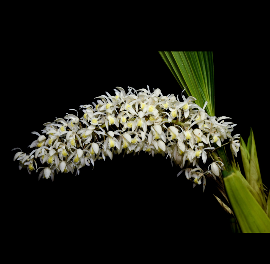 Coelogyne multiflora.png