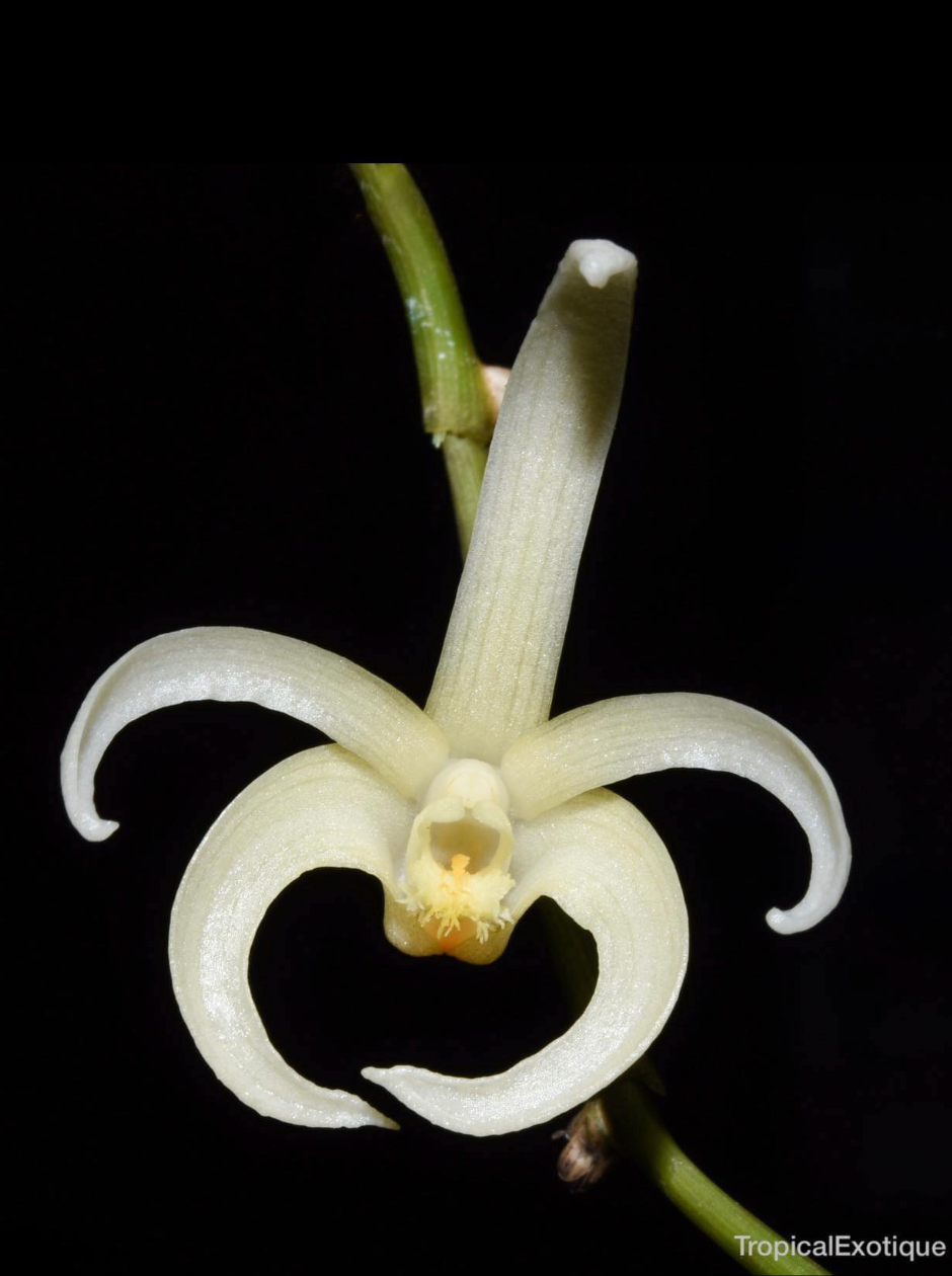 Dendrobium ostrinum var. ochroleucum