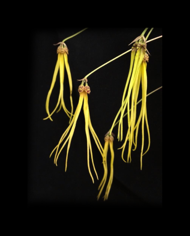 Bulbophyllum thiurum