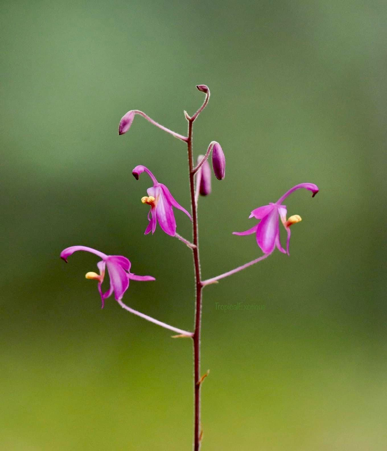 Spathoglottis hardingiana