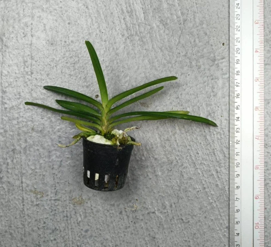 Vanda coerulescens Blue x Vanda nana.jpg