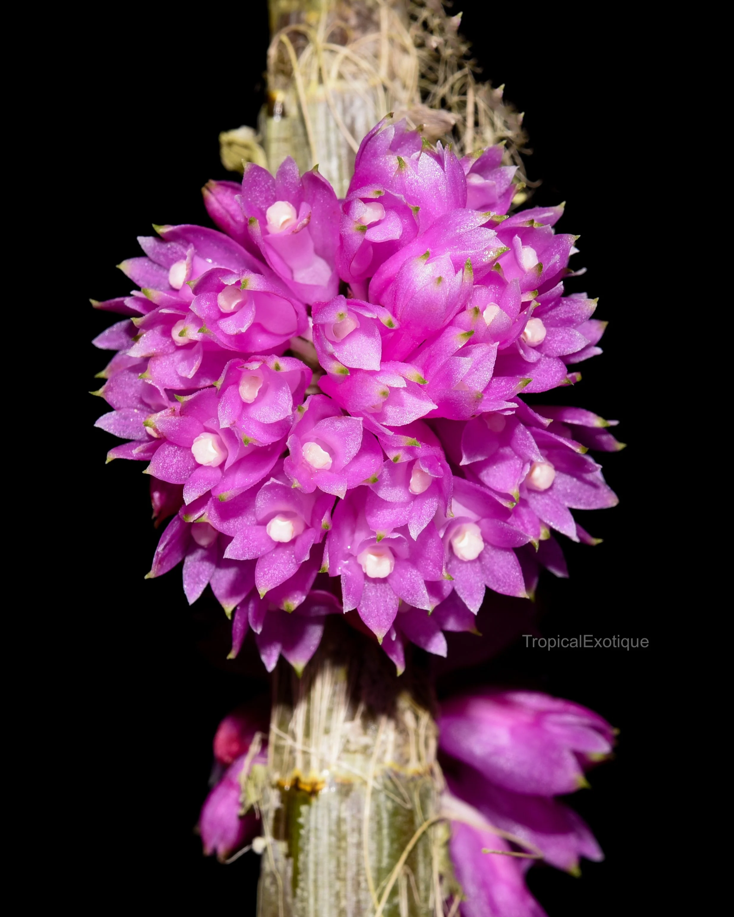 Dendrobium purpureum "Pink"