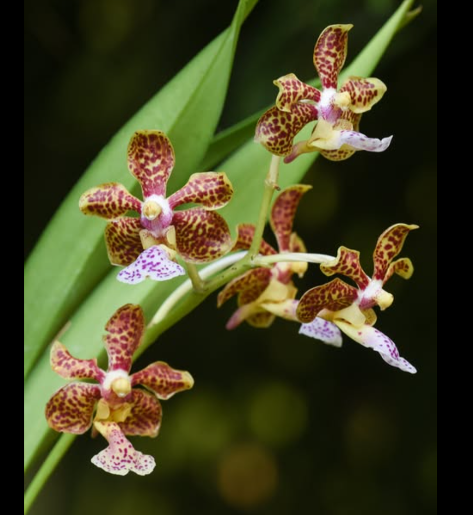 Vanda+lombokensis+x+Vanda+flabellata.png