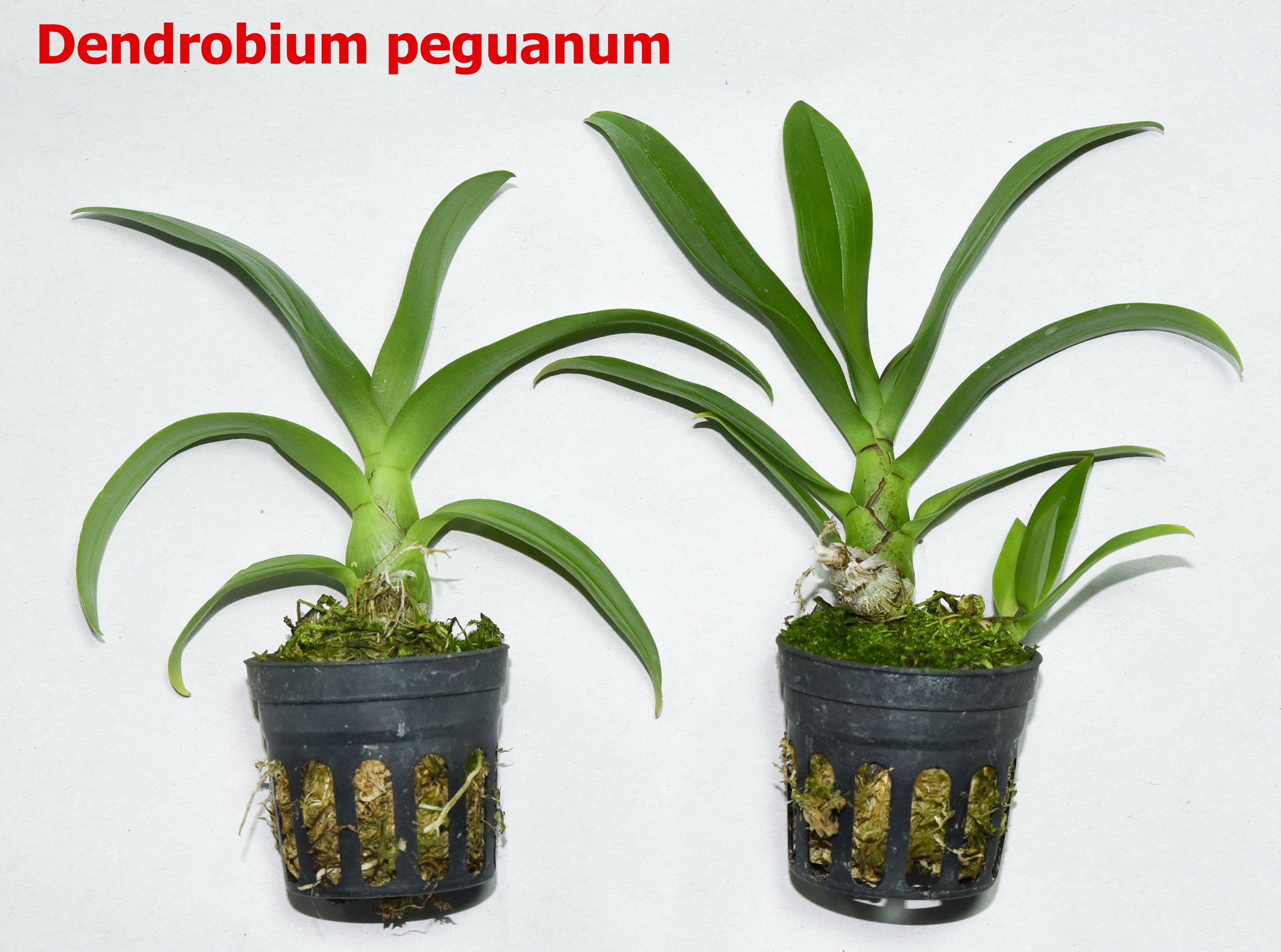 Dendrobium peguanum1.jpg