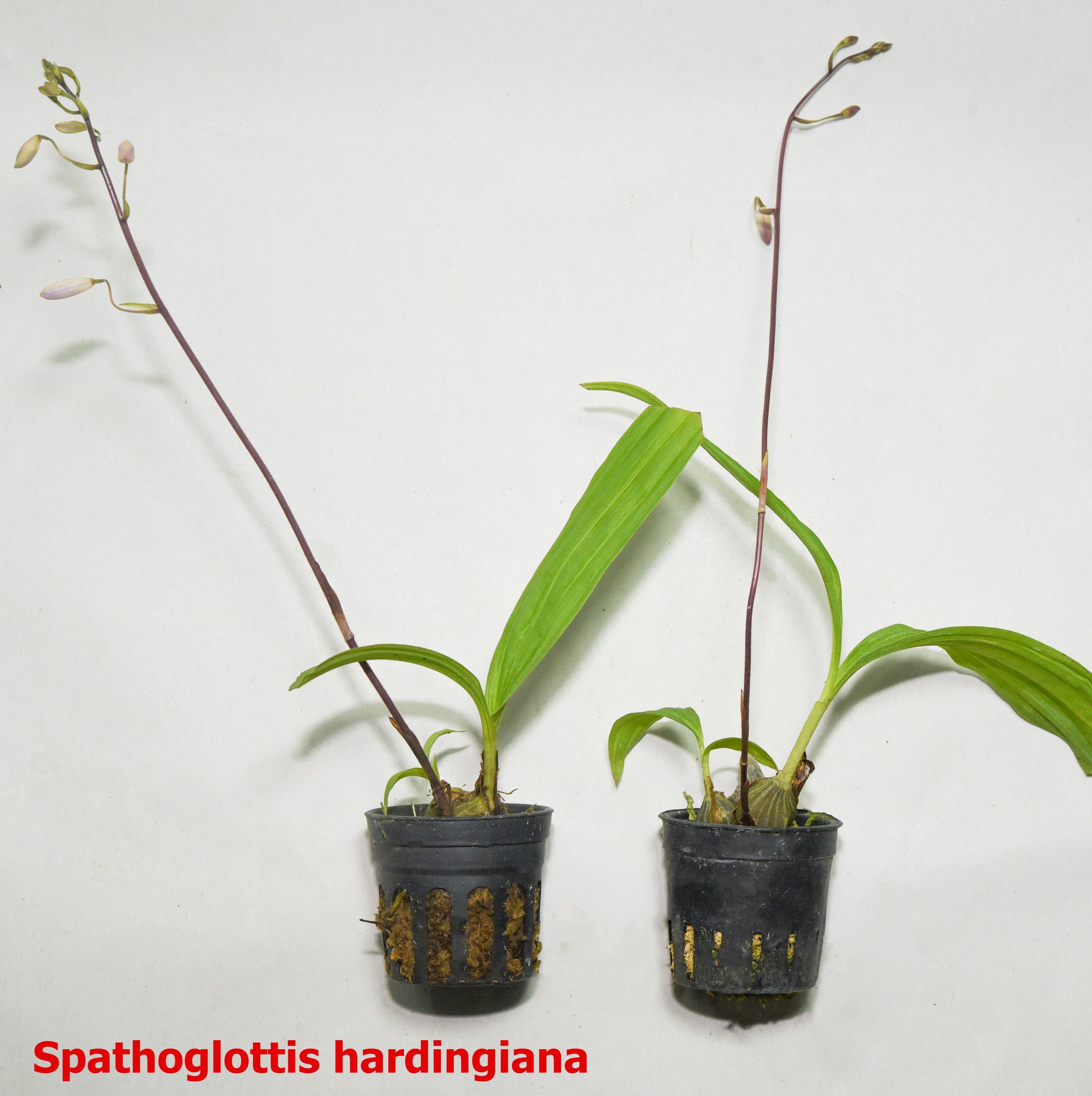 Spathoglottis hardingiana.jpg