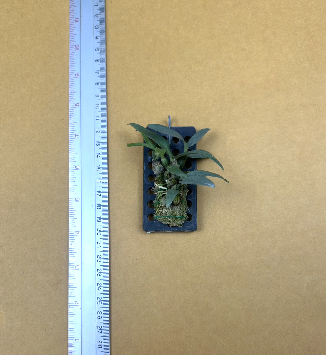 9+Den.+bellatulum.png
