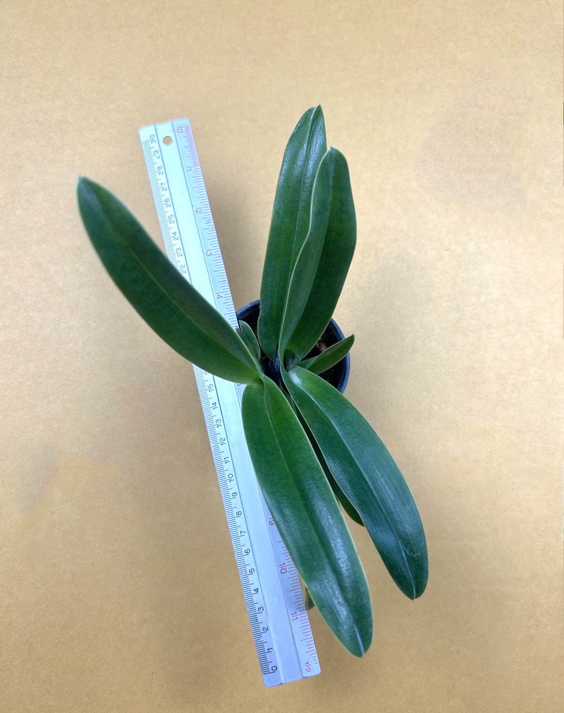 7 Paph. Villosum.png