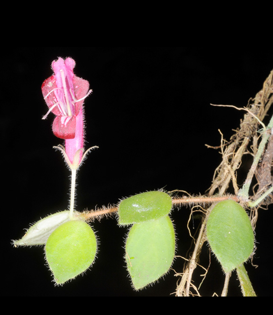 Aeschynanthus gracilis.png