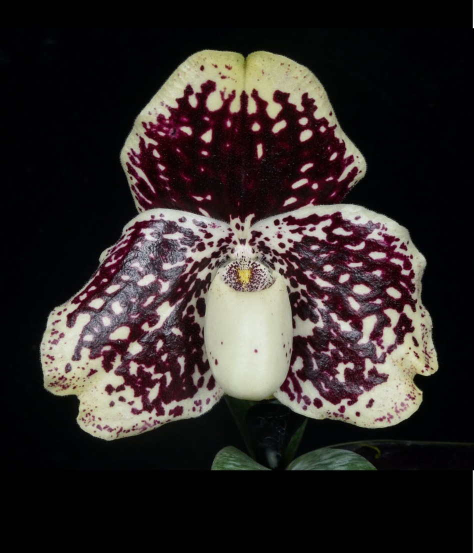 Paphiopedilum leucochilum