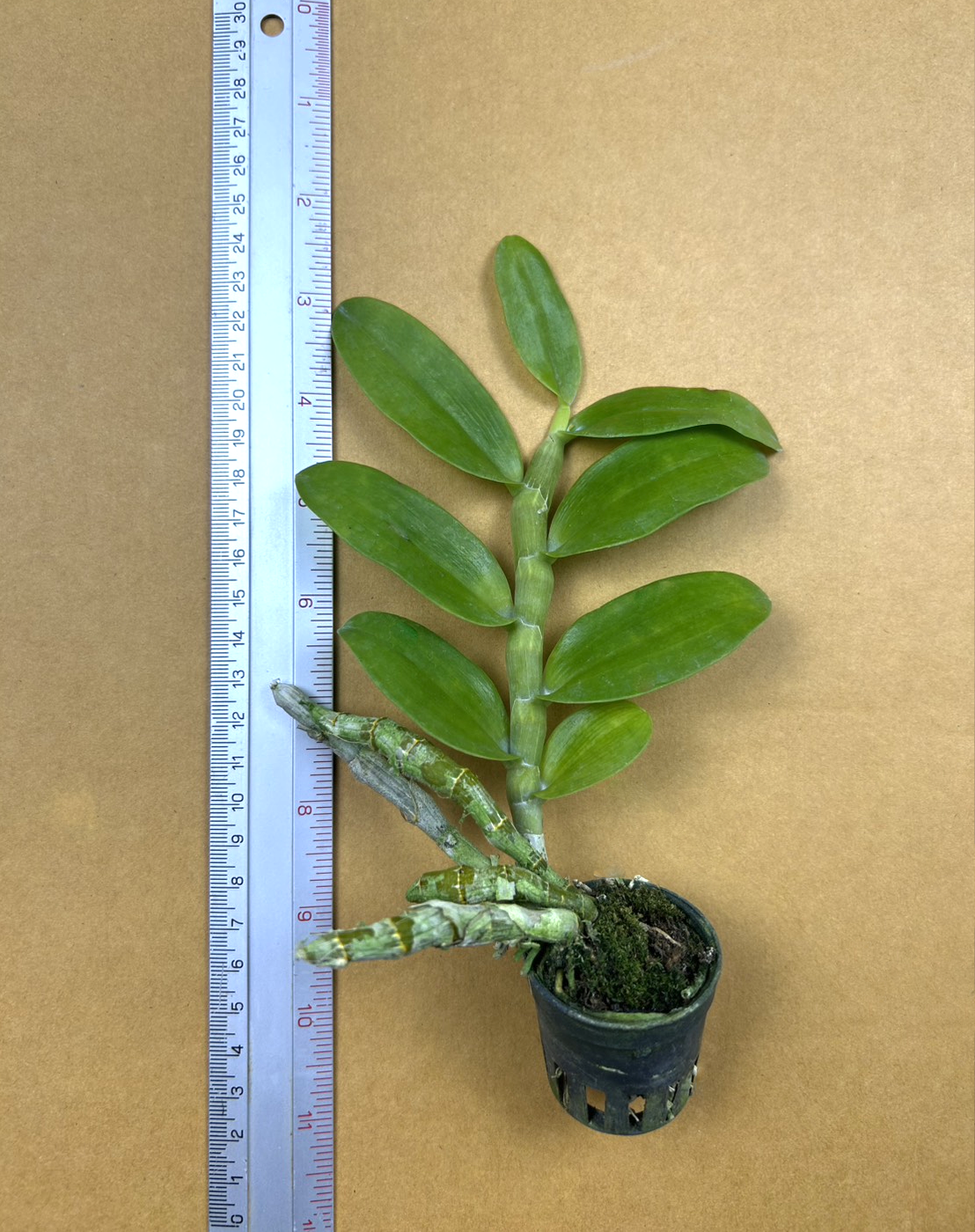 Den.parishii Summer Snow.png
