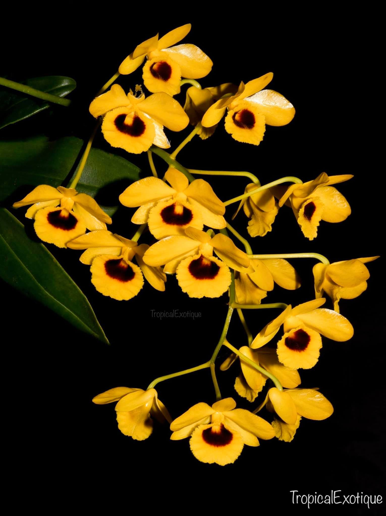 Dendrobium-chrysotoxum-var.-suavissimum.png