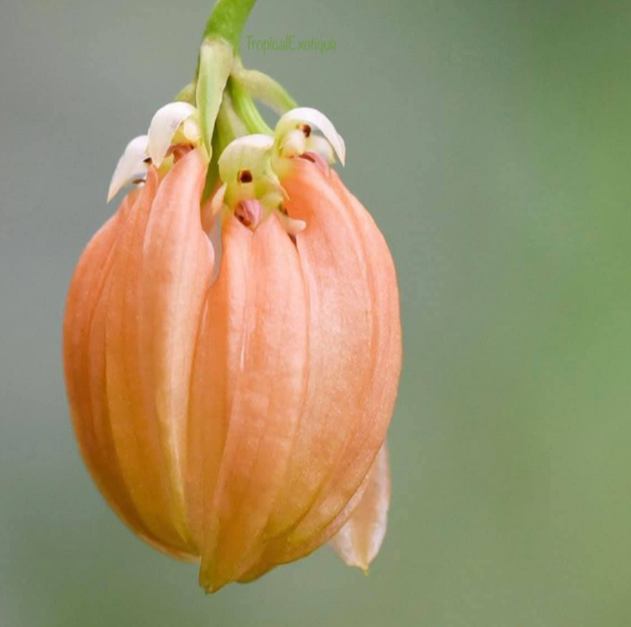 Bulbophyllum%2Bsalmoneum.png