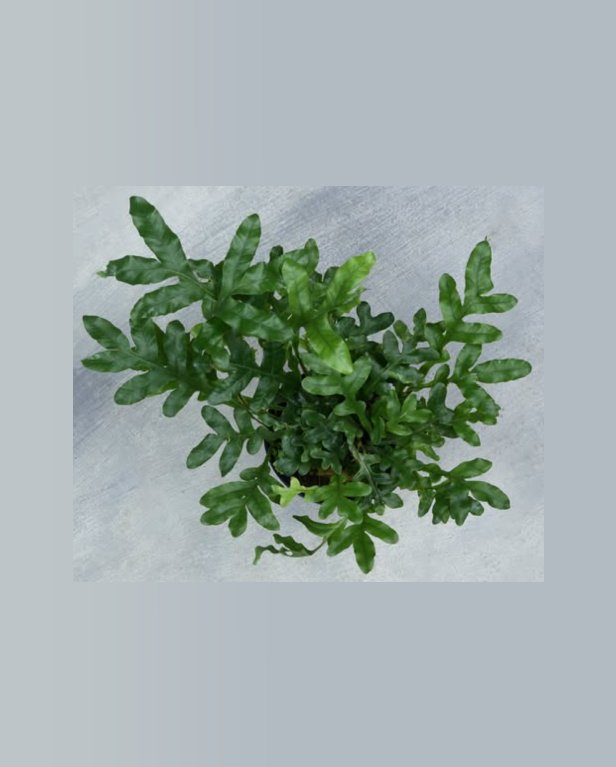Drynaria sp. "Dwarf"