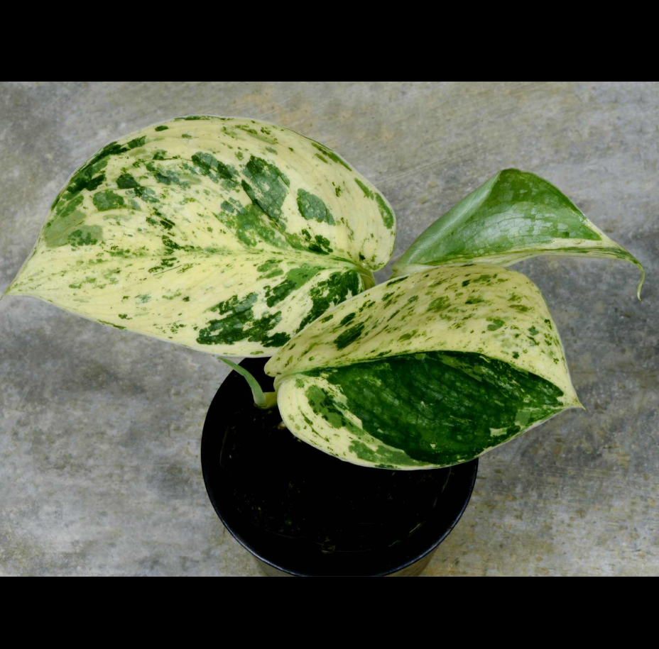 Scindapsus+Jade+Satin+Aurea.png