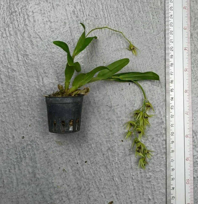 Dnedrobium strongylanthum.jpg