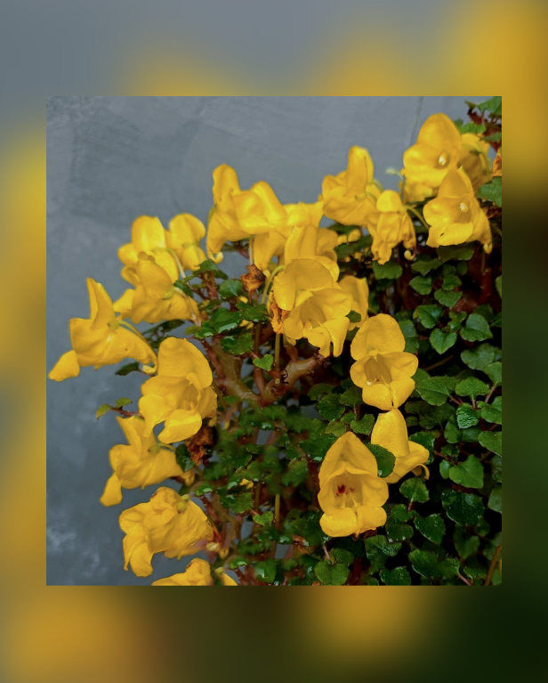 Impatiens repens