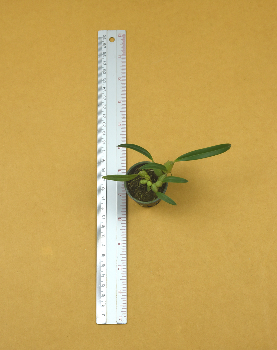 22+Bulb.+championii+Yellow.png