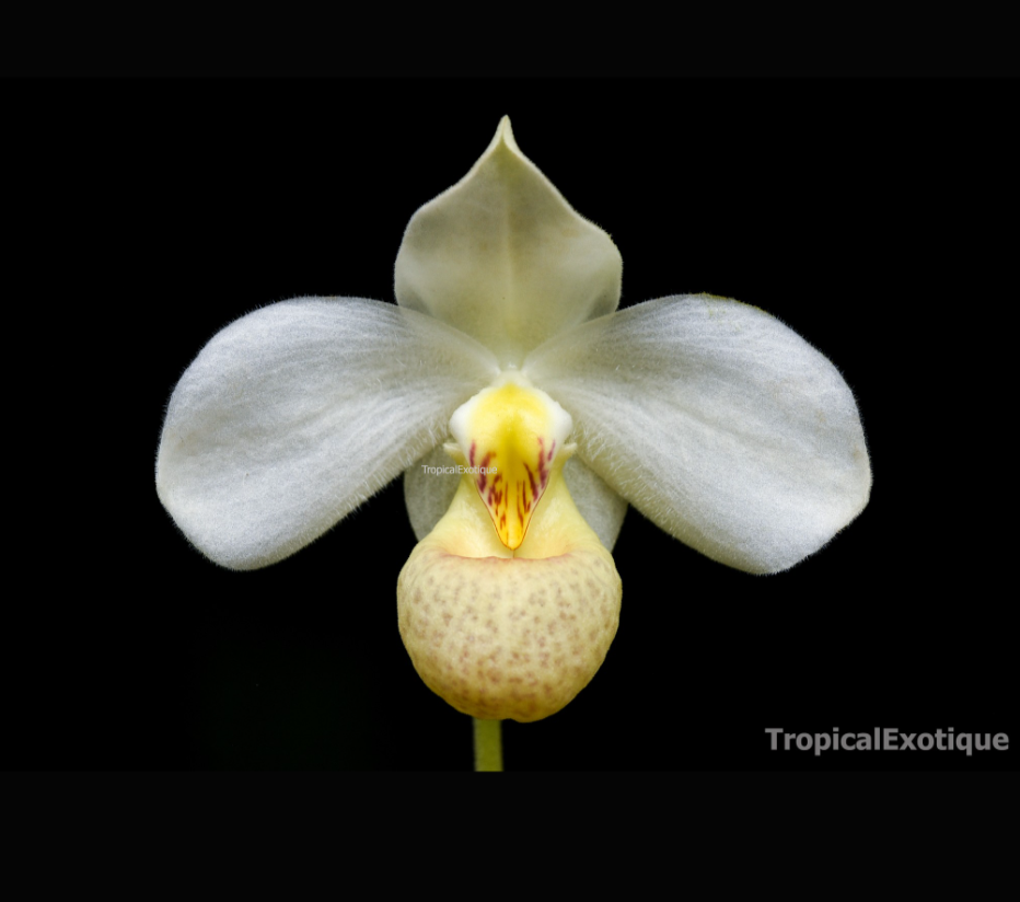Paphiopedilum+emersonii.png
