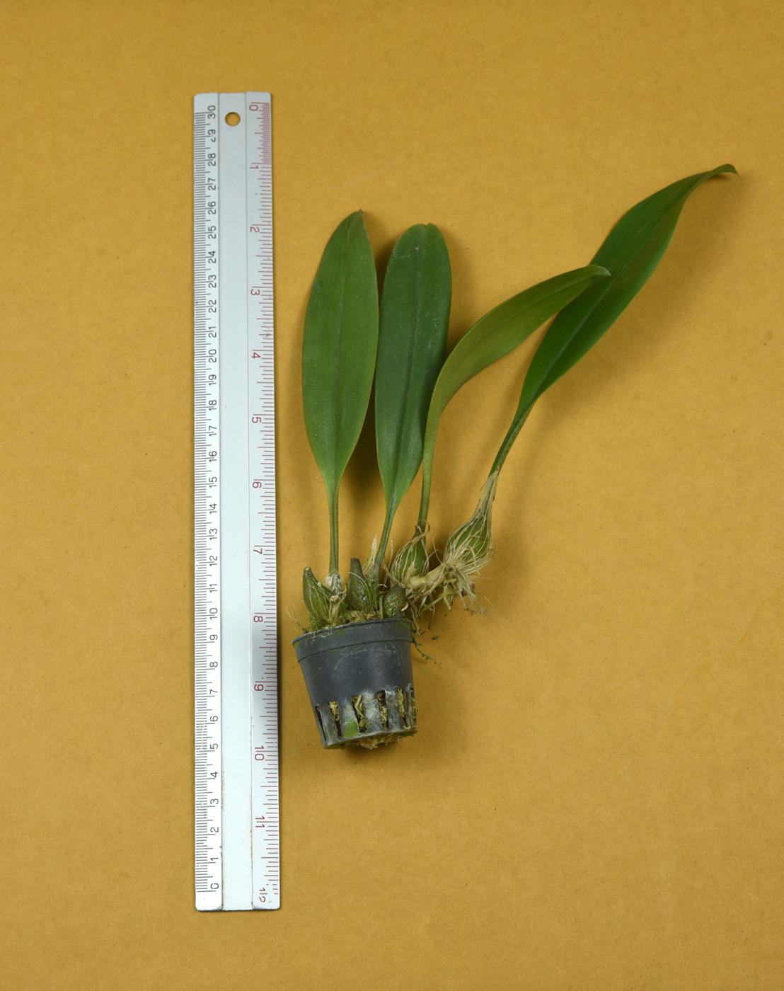 Bulbophyllum facetum