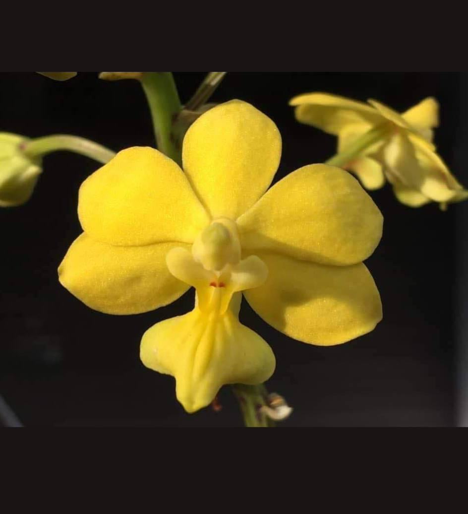 Vanda spathulata.png