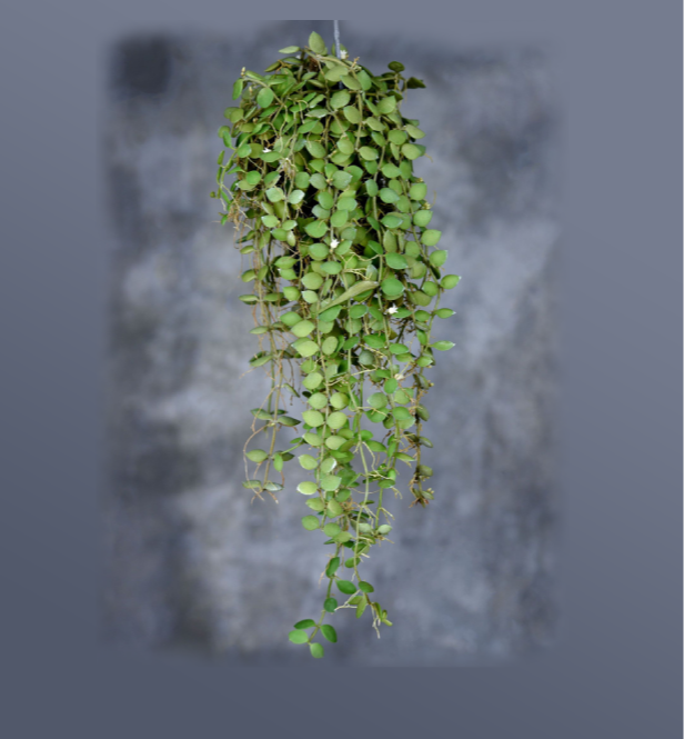 Dischidia-cochleata-67+%281%29.png