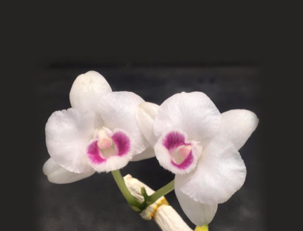 Dendrobium parishii "Summer Snow" (semi album)