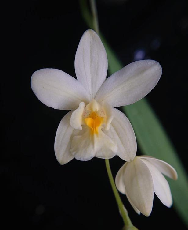 Spathoglottis eburnea